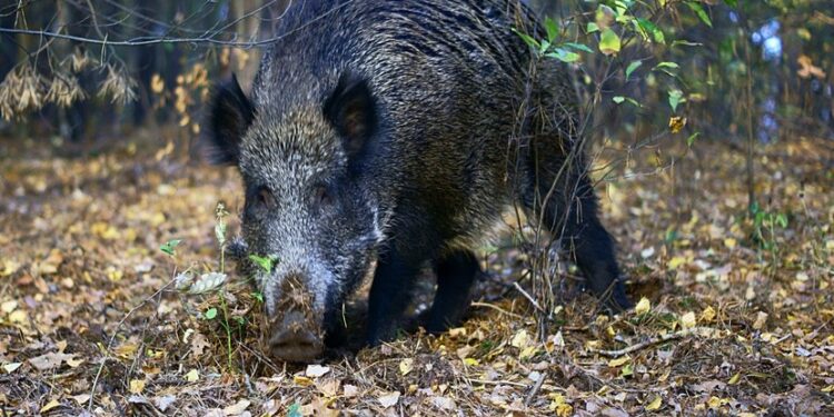 Mielec: Powiaty włączają się do walki z ASF
