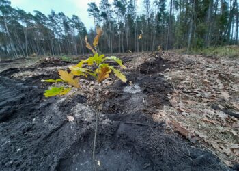 Mielec: Powstaje Dębina Szafera