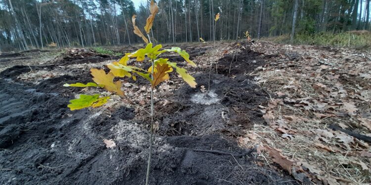 Mielec: Powstaje Dębina Szafera