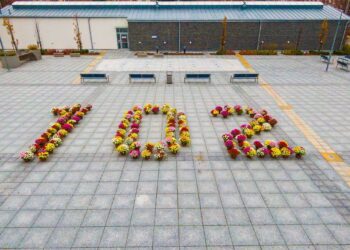 Sandomierz: 102 chryzantemy na Święto Niepodległości.