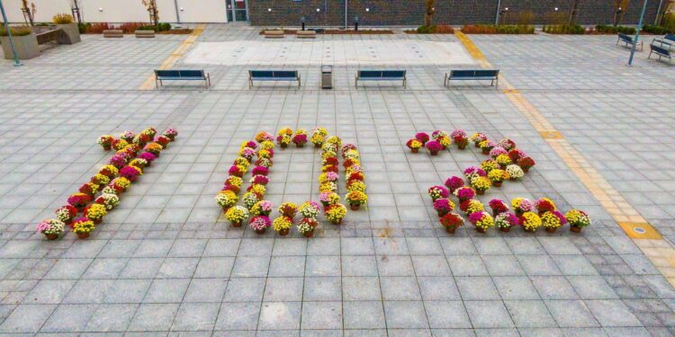 Sandomierz: 102 chryzantemy na Święto Niepodległości.