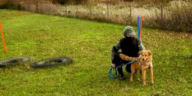 Dębica: Jak postępować z naszym czworonogiem