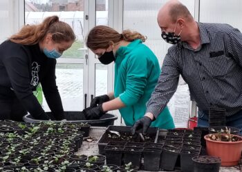 Sandomierz: Trwają prace w szkolnym gospodarstwie.