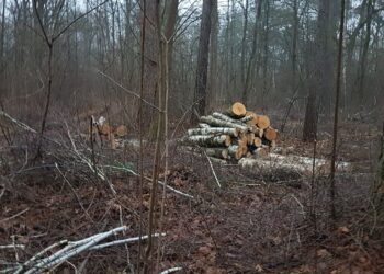 Tarnobrzeg. Wycinają drzewa w Zwierzyńcu. Mieszkańcy pytają dlaczego?