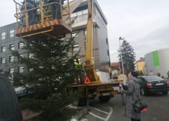 Sandomierz: Choinki od Nadleśnictwa Staszów zdobią powiat sandomierski.