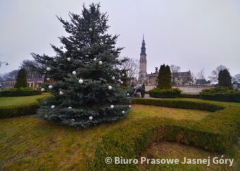 Jasna Góra: Choinka z Gór Świętokrzyskich