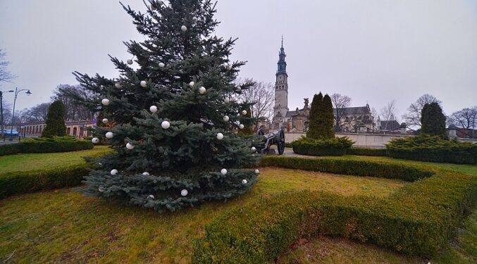 Jasna Góra: Choinka z Gór Świętokrzyskich