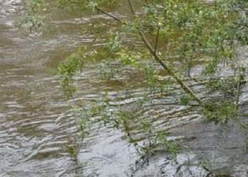 Kępie Zaleszańskie: Trwa budowa wału na Osie