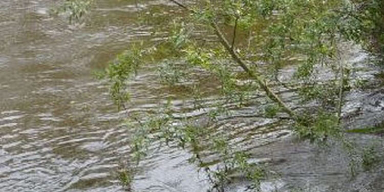 Kępie Zaleszańskie: Trwa budowa wału na Osie