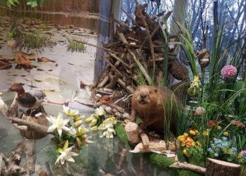 Tarnobrzeg, region. Konkurs plastyczny dla dzieci i młodzieży.