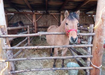 Sandomierz: Ostatnie dni na odwiedzenie żywej szopki.