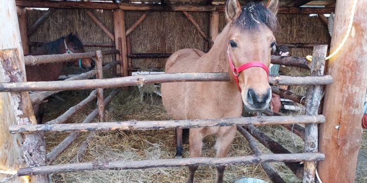 Sandomierz: Ostatnie dni na odwiedzenie żywej szopki.