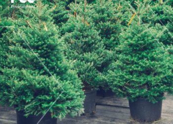 Tarnobrzeg. Zbiórka choinek.