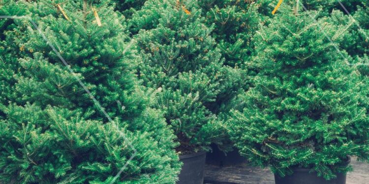 Tarnobrzeg. Zbiórka choinek.