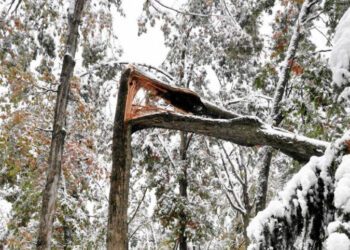 Stalowa Wola: O topolach z ulicy Popiełuszki na sesji powiatowej
