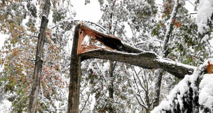 Stalowa Wola: O topolach z ulicy Popiełuszki na sesji powiatowej