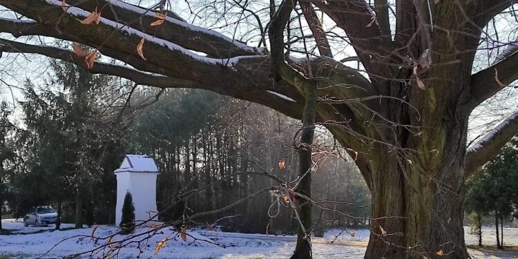 Mielec: Mobilizacja przed konkursem na Drzewo Europy