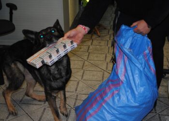 Region: KAS i SG zatrzymały nielegalny transport papierosów