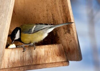 Tarnobrzeg, region. Dokarmiaj ptaki z głową.