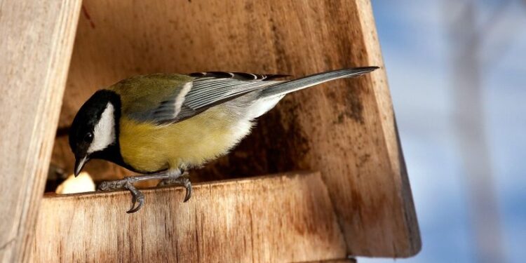 Tarnobrzeg, region. Dokarmiaj ptaki z głową.