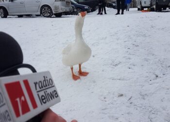 Tarnobrzeg. Pipa znad jeziora.