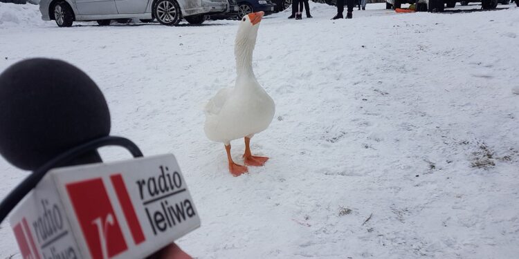 Tarnobrzeg. Pipa znad jeziora.