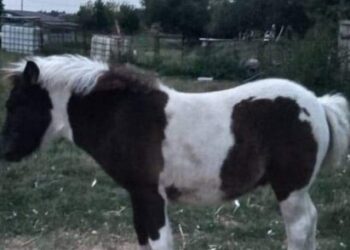 Tarnobrzeg, Trześń. Pomóżcie w odnalezieniu kucyka.