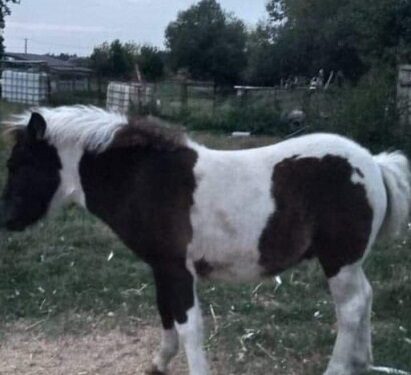 Tarnobrzeg, Trześń. Pomóżcie w odnalezieniu kucyka.