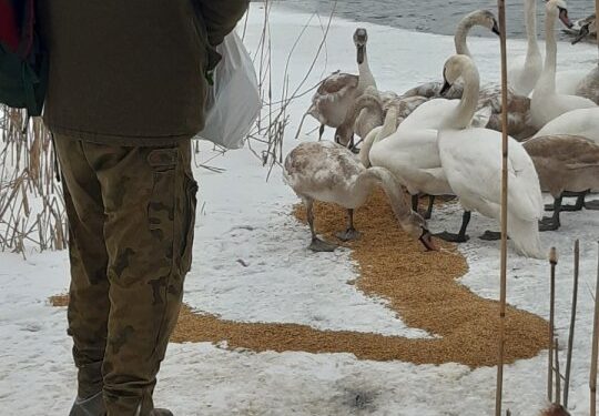 Padew Narodowa: Pomagają dzikim łabędziom