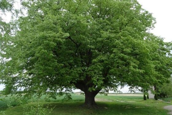 Mielec: Od dziś głosujemy na Drzewo Europy