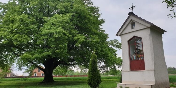 Mielec: Polska lipa czwarta na półmetku