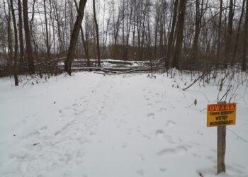 Tarnobrzeg. Nadleśnictwo przygotowuje teren pod obwodnicę.