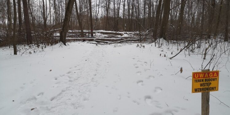 Tarnobrzeg. Nadleśnictwo przygotowuje teren pod obwodnicę.
