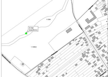 Stalowa Wola: Topola Księżnej Agaty i Dąb Księcia Jerzego pomnikami przyrody