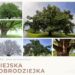 Mielec:  Potrzebujemy Waszych  głosów.