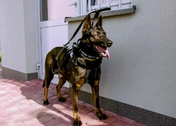 Dębica: Cztery łapy na służbie w Zakładzie Karnym