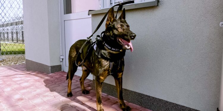 Dębica: Cztery łapy na służbie w Zakładzie Karnym