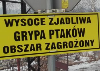 Mielec: Wysoce zjadliwa grypa obok powiatu mieleckiego