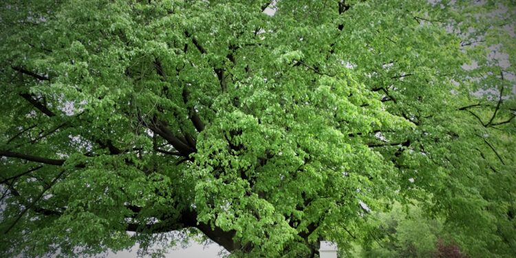 Mielec: Wkrótce poznamy wyniki na Europejskie Drzewo Roku