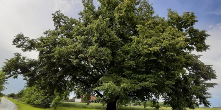 Mielec: Lipa z Podkarpacia na 5 miejscu