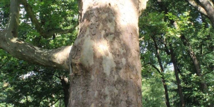 Nisko: Modernizacja Parku Miejskiego na finiszu