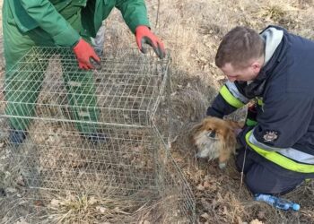 Region. Płoną suche trawy, cierpią zwierzęta