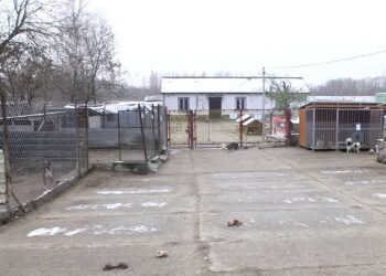 Tarnobrzeg. Schronisko dla zwierząt zamknięte dla odwiedzających