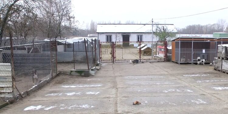 Tarnobrzeg. Schronisko dla zwierząt zamknięte dla odwiedzających