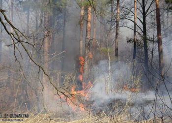 Tarnobrzeg: Strażacy od kilkunastu godzin walczą z pożarami nieużytków!
