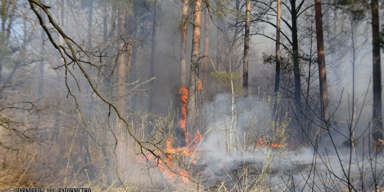 Tarnobrzeg: Strażacy od kilkunastu godzin walczą z pożarami nieużytków!