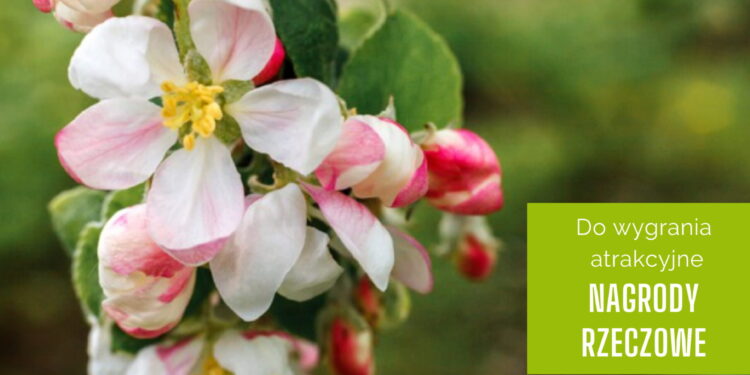 Samborzec: II Konkurs fotograficzny pt. „Kwitnąca Jabłoń”.