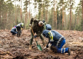 Staszów. Wolontariusze posadzili 8 tysięcy sadzonek dębu