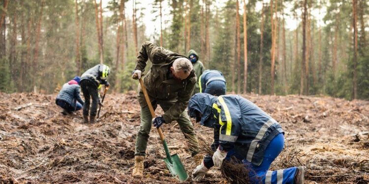 Staszów. Wolontariusze posadzili 8 tysięcy sadzonek dębu