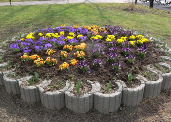 Koprzywnica: Bratki w centrum miasta.